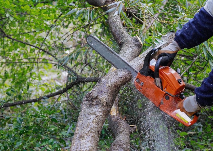 Tree service project by Rod's Tree Services LLC in Ossipee, NH
