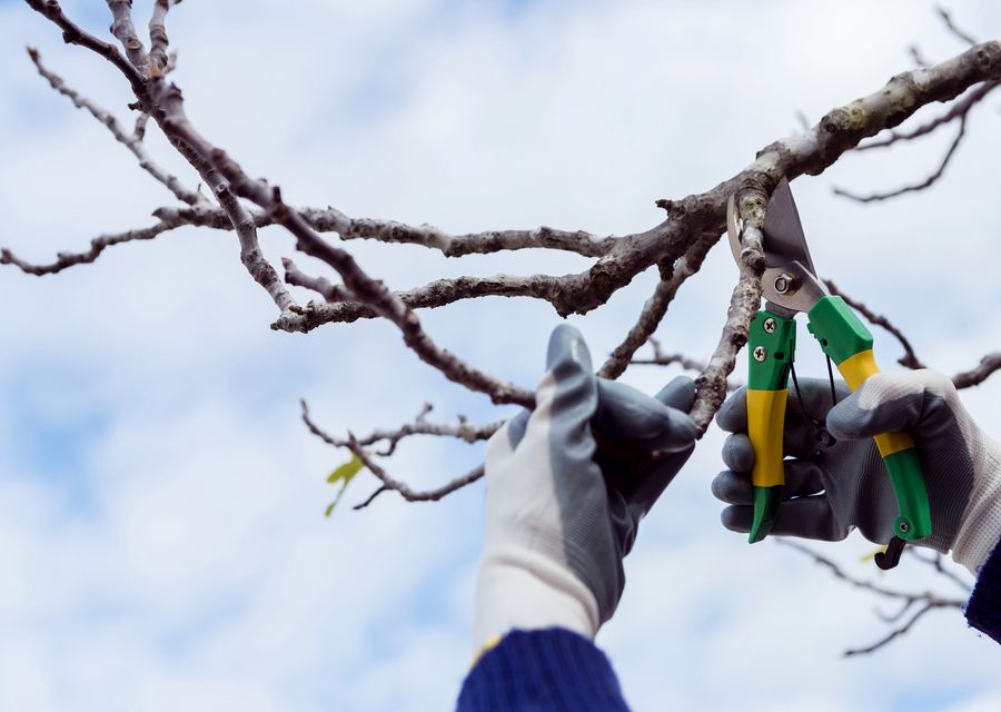 Tree service project by Sam Tree Service & Lawn Care in Durham, NH