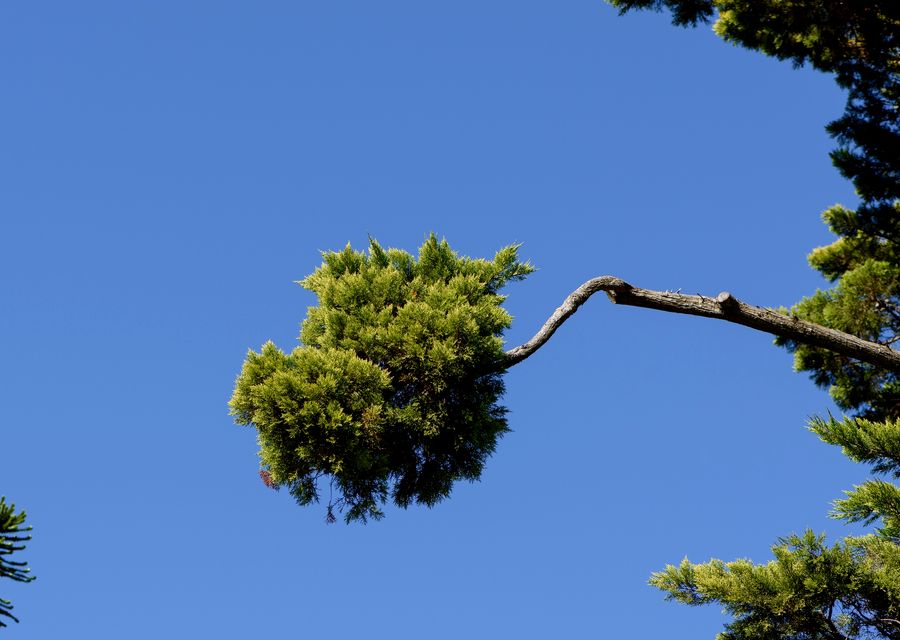 Tree service project by Perez tree service in Alsip, IL