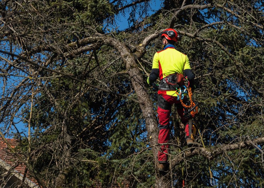 Tree service project by At The Top Tree Service Corp in St Cloud, FL