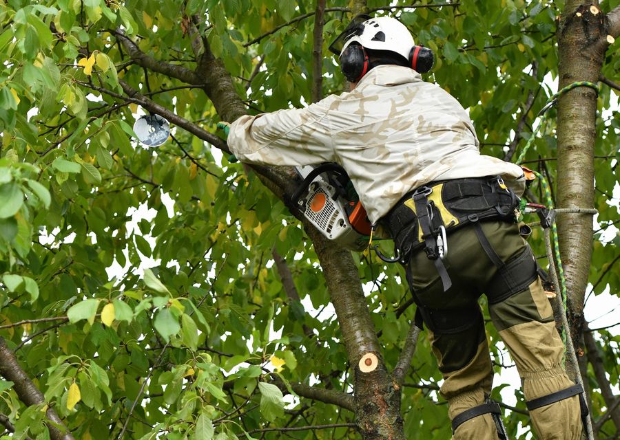 Tree service project by Arvada Tree Service LLC in Jennerstown, PA
