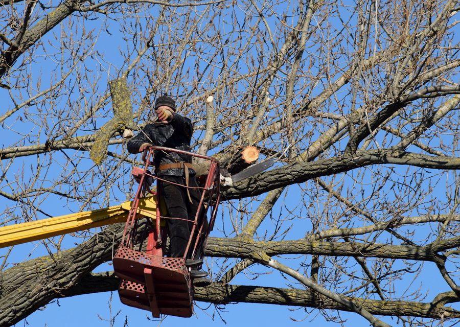 Tree service project by Tree Surgeons in Parks, PA