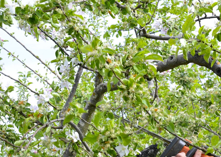Tree service project by Colorado Tree Arborist in Kiskiminetas, PA