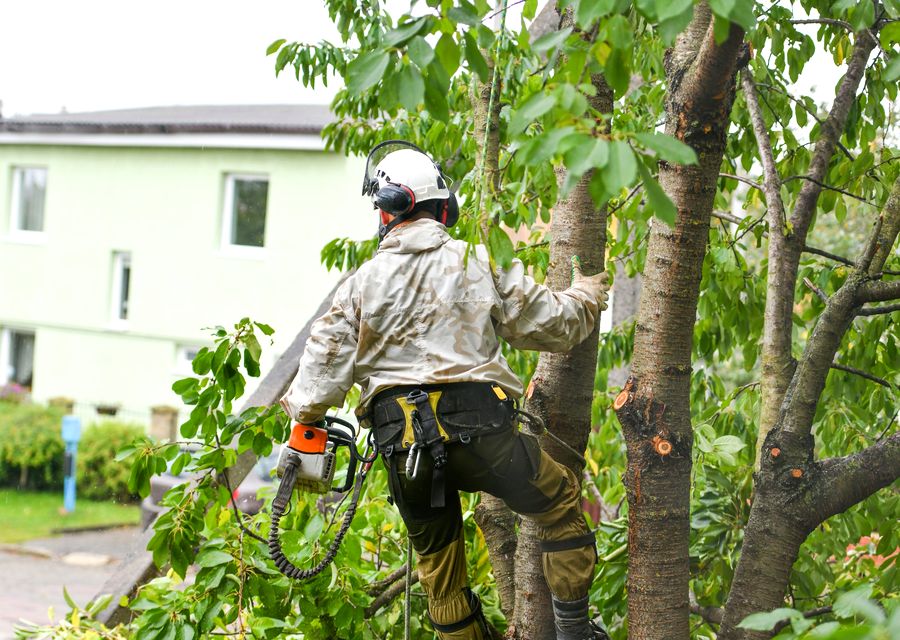 Tree service project by Senn's Tree Service in Ridgeland, SC