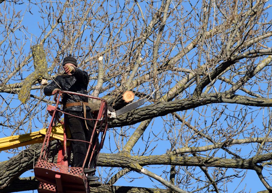 Tree service project by Dank Tree Experts in Astatula, FL