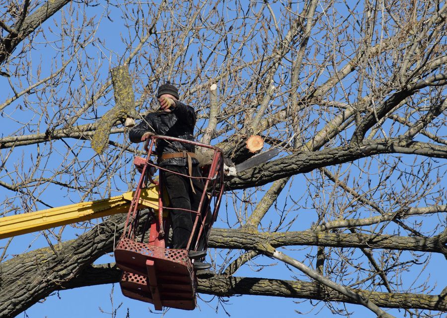 Tree service project by Tree Trimming Service in Darien, IL