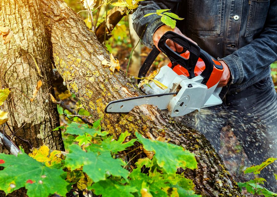 Tree service project by Captain's Tree Service LLC in Hobart, IN
