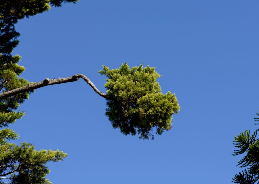 Tree service project by Rowan Tree Care in Blair, SC