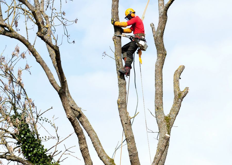Tree service project by Elite Tree Services in Eliot, ME