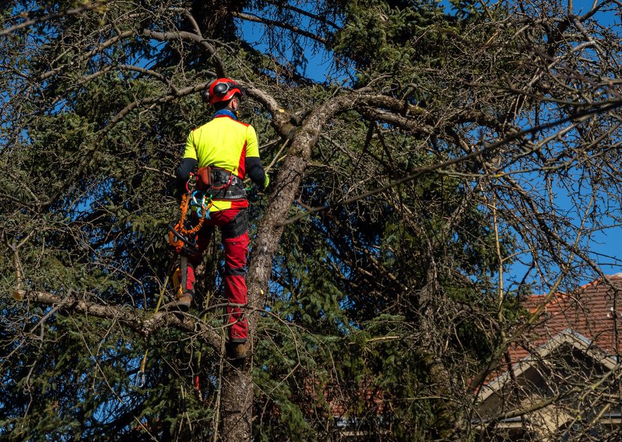 Tree service project by North Fork Tree Co LLC in Romeoville, IL