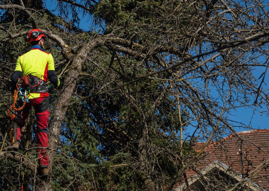 Tree service project by Action Jackson Tree Service in Santa Ana, CA