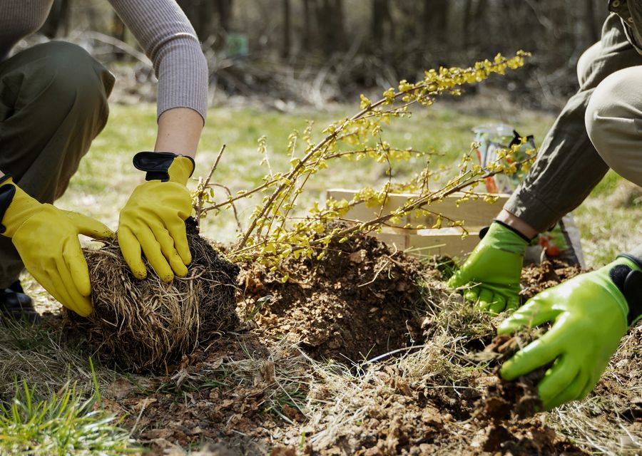 Tree service project by Anderson's Tree Service Inc. in Yorba Linda, CA