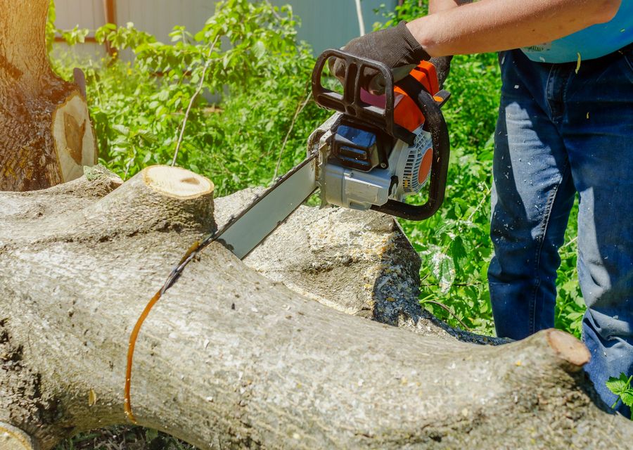 Tree service project by DiCanio's Stump Removal in Orlando, FL