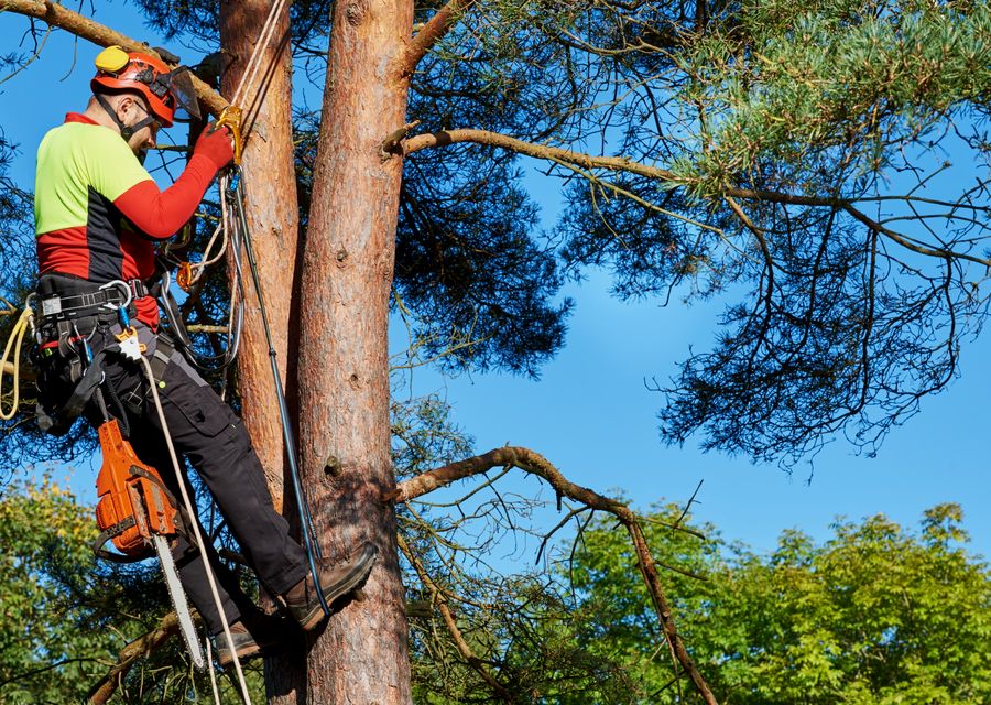 Tree service project by Breeze Tree Service in Conoy, PA