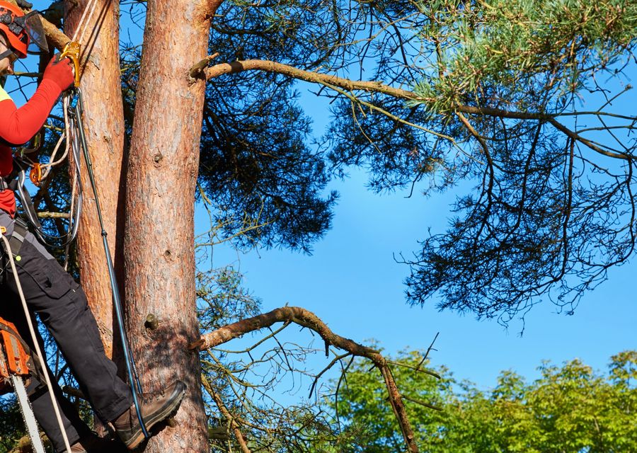 Tree service project by Jem Tree Service and Contracting in Clyde, NC