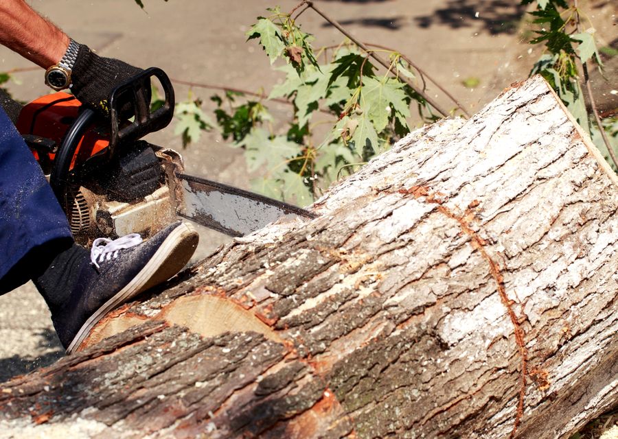 Tree service project by Okula Tree & Shrub Care in Oak Park, IL