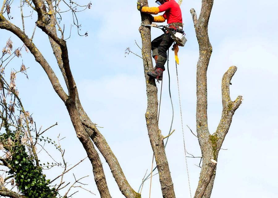 Tree service project by Miguel's Tree Service in Maywood, IL