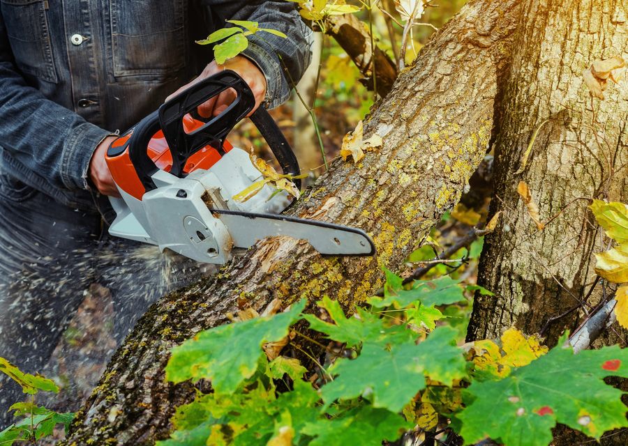 Tree service project by Clavin Tree Service in Griffith, IN