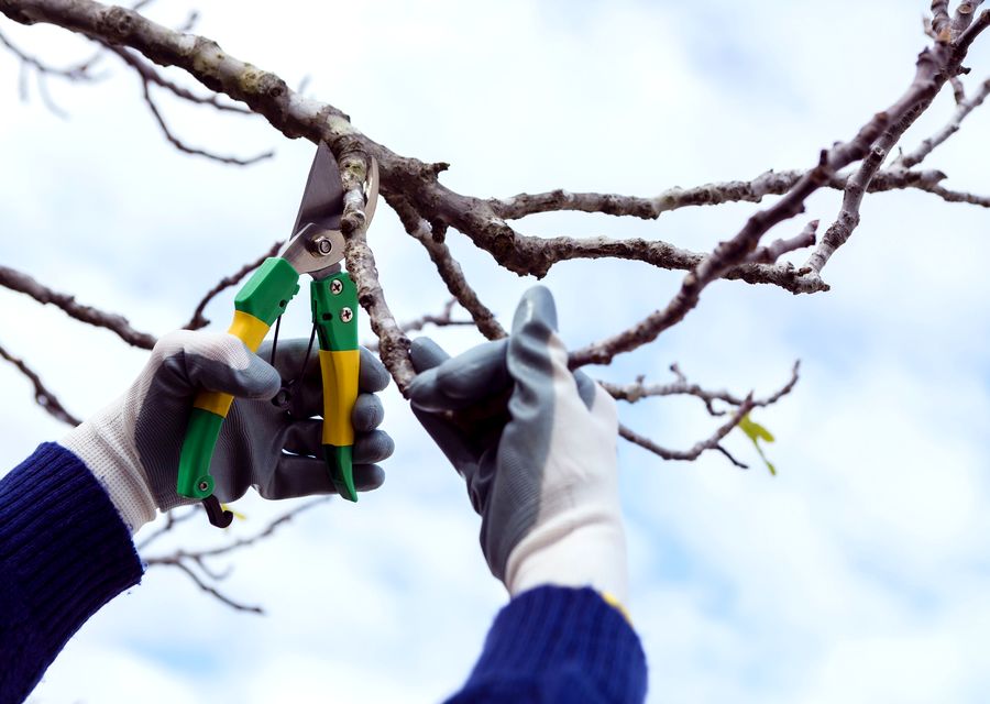 Tree service project by AAA TREE SERVICE CORP in Tustin, CA