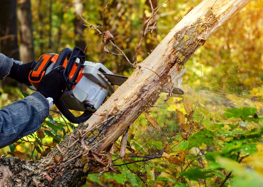 Tree service project by Splintered Forest Tree Services in Swansea, SC
