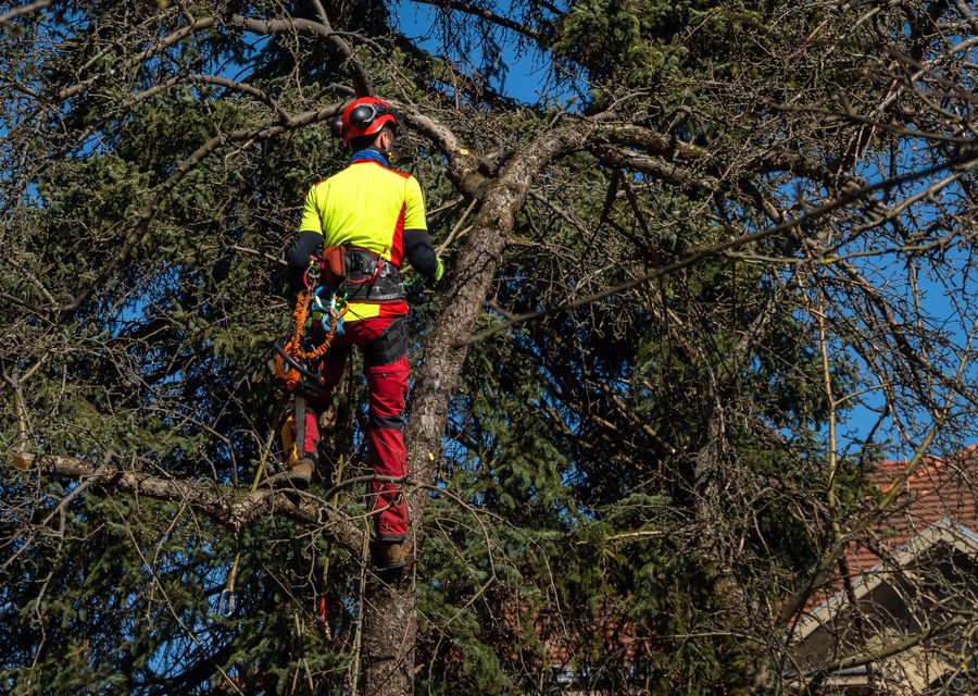 Tree service project by Roots Tree Service in Hampton Falls, NH