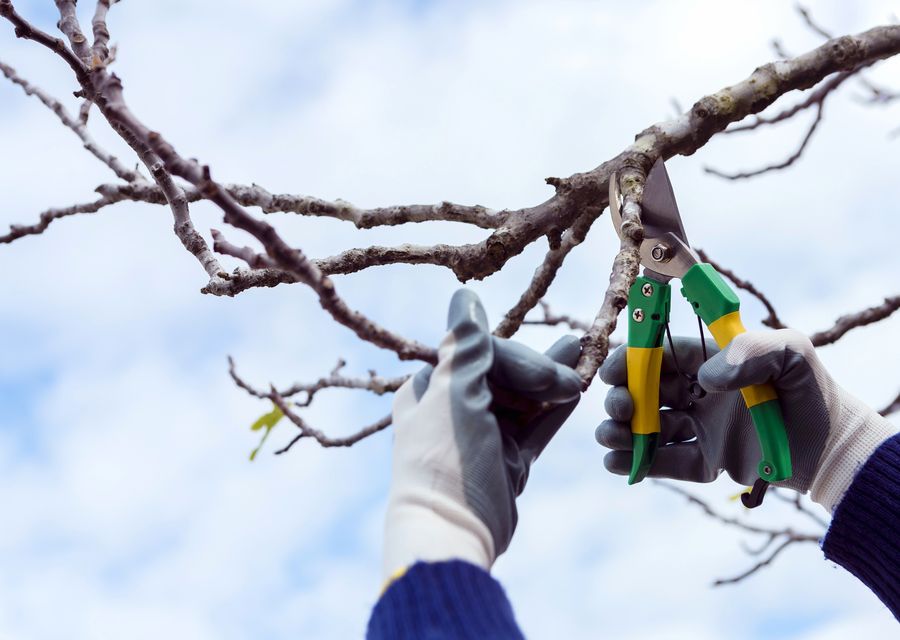 Tree service project by K & S Tree Care, Inc in Matteson, IL
