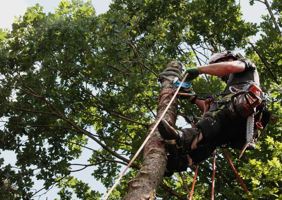 Tree service project by Rushton Tree Service in Hilton Head Island, SC