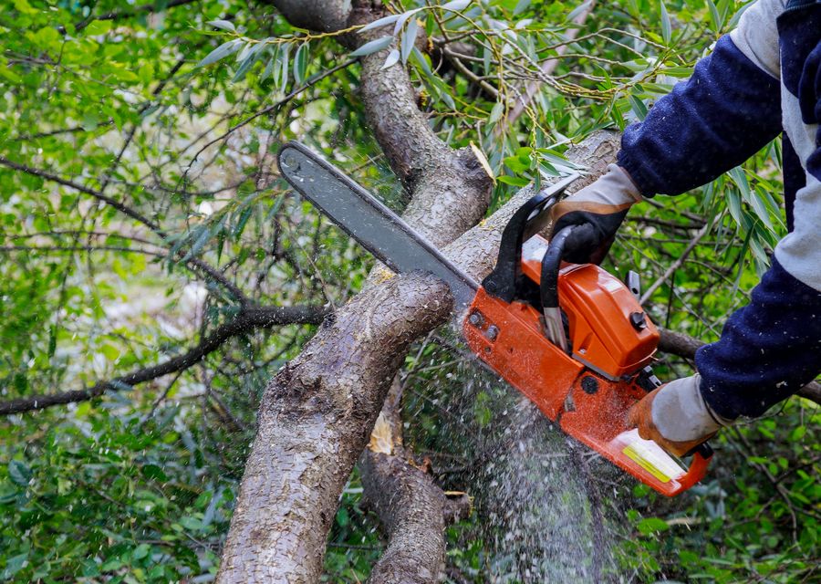 Tree service project by Luna's Tree Service in Elkhorn, NE