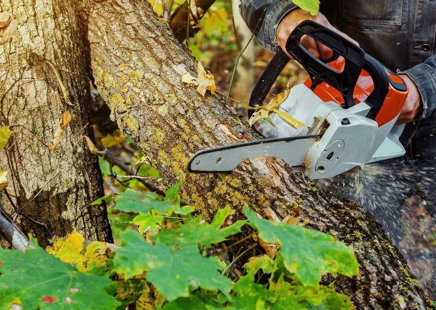 Tree service project by Green Lawn Tapia services in Georges, PA