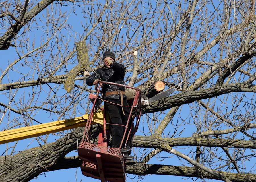 Tree service project by Laricks Complete Tree Services, LLC in Old Fort, NC