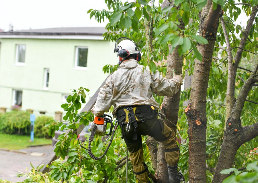 Tree service project by GreenLeaf Tree Removal in Grayson, GA