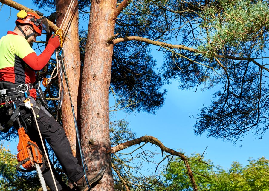 Tree service project by Hernandez Landscaping & Tree Service in Acworth, GA