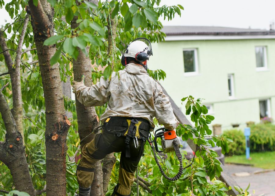 Tree service project by Dany Tree Service Corp in Montgomery, PA