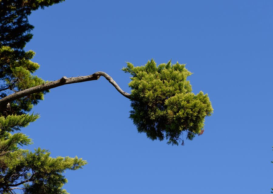 Tree service project by Fielding Tree Care LLC in Ephrata, PA