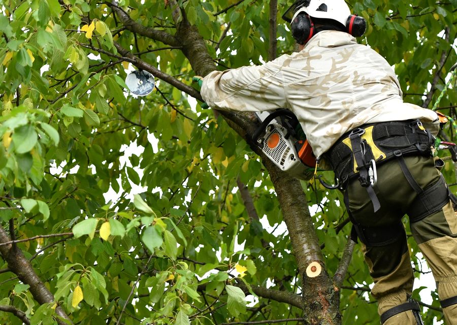 Tree service project by B & A Tree Service in Eustis, FL