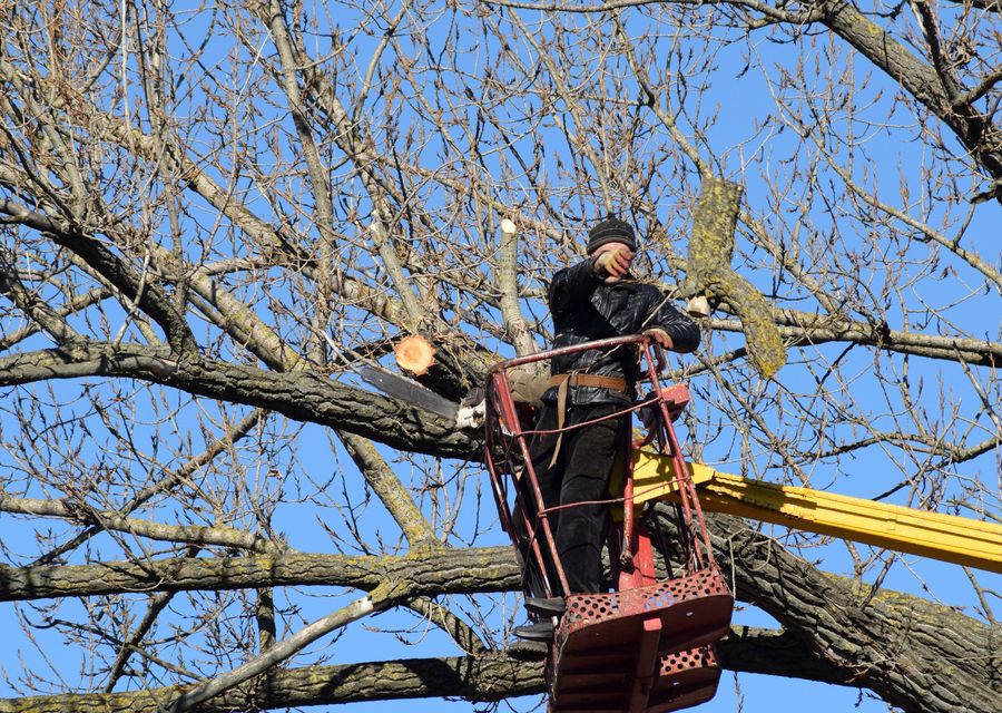 Tree service project by Budget Tree Service in Highland, IN