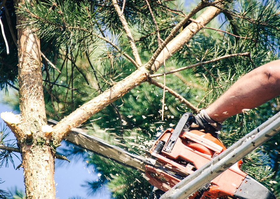Tree service project by Our Family Tree Service in Roaring Spring, PA
