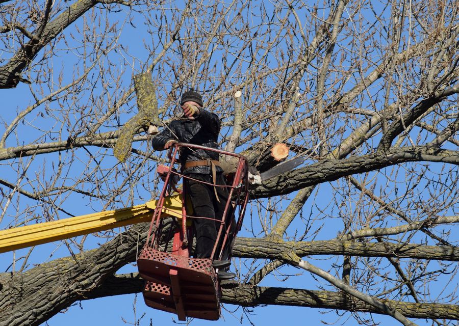 Tree service project by Alvin's Tree Service LLC in Rayne, PA