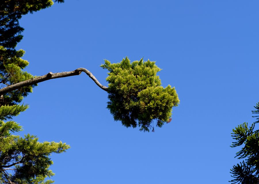 Tree service project by FCM TREE SERVICES LLC in Lebanon, ME