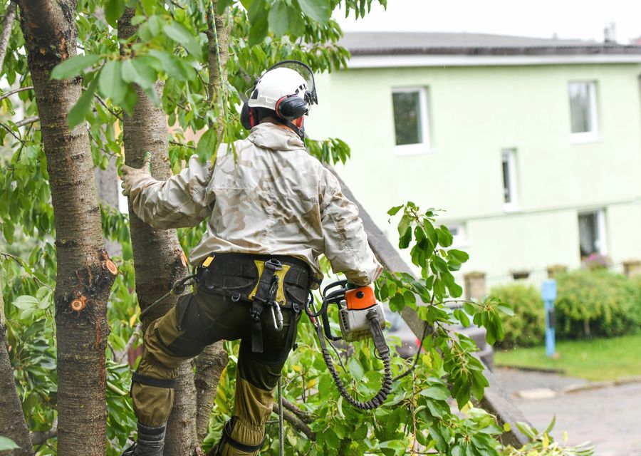Tree service project by Lamb's Tree & Plant Healthcare in Arlington Heights, IL