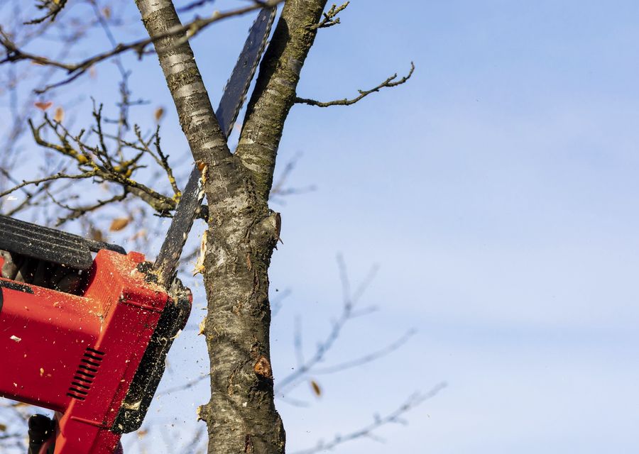 Tree service project by Senske Lawn Care Services in Gilbert, SC