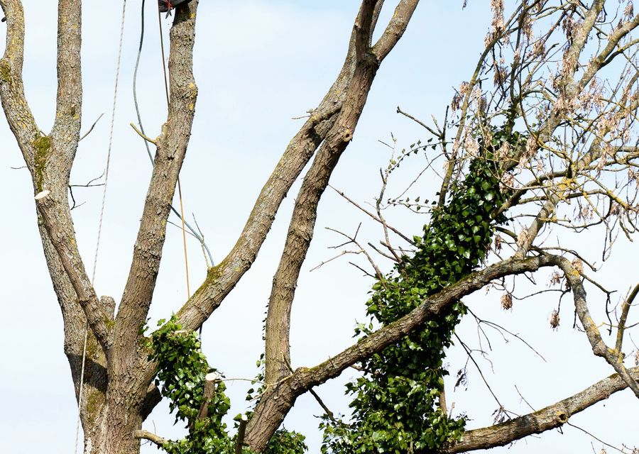 Tree service project by Garcia Tree Services LLC in Huntersville, NC