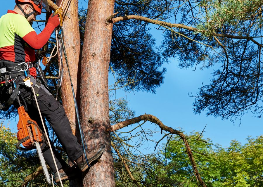 Tree service project by Lakewood Tree Service in Loyalhanna, PA
