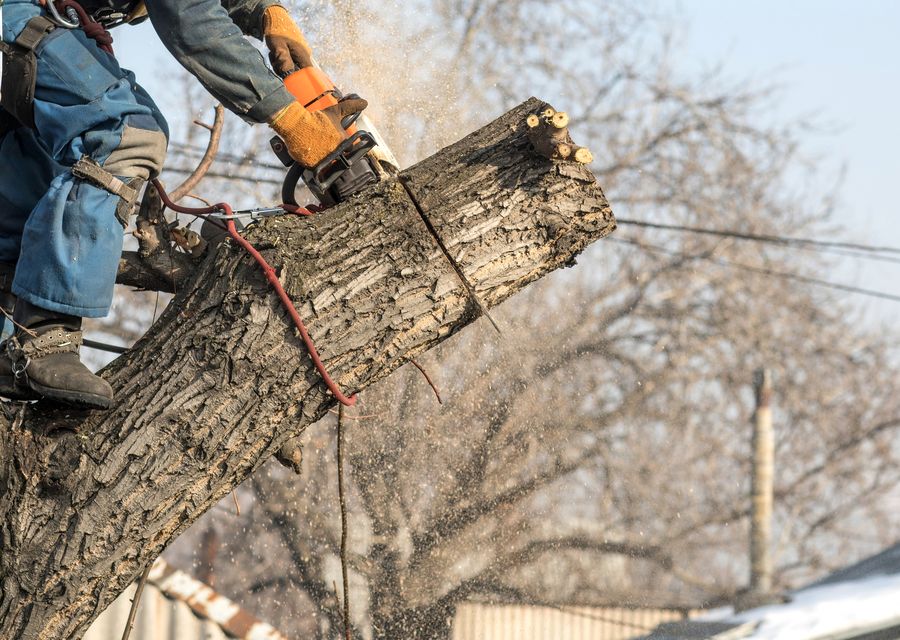 Tree service project by Tree Health in Country Club Hills, IL
