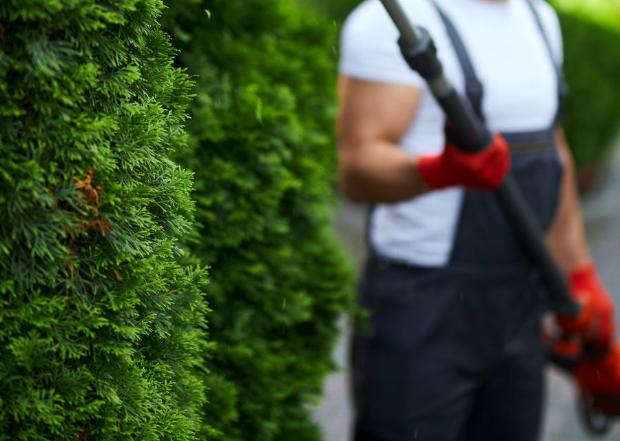 Tree service project by Tree Frog Tree Services in Gurnee, IL