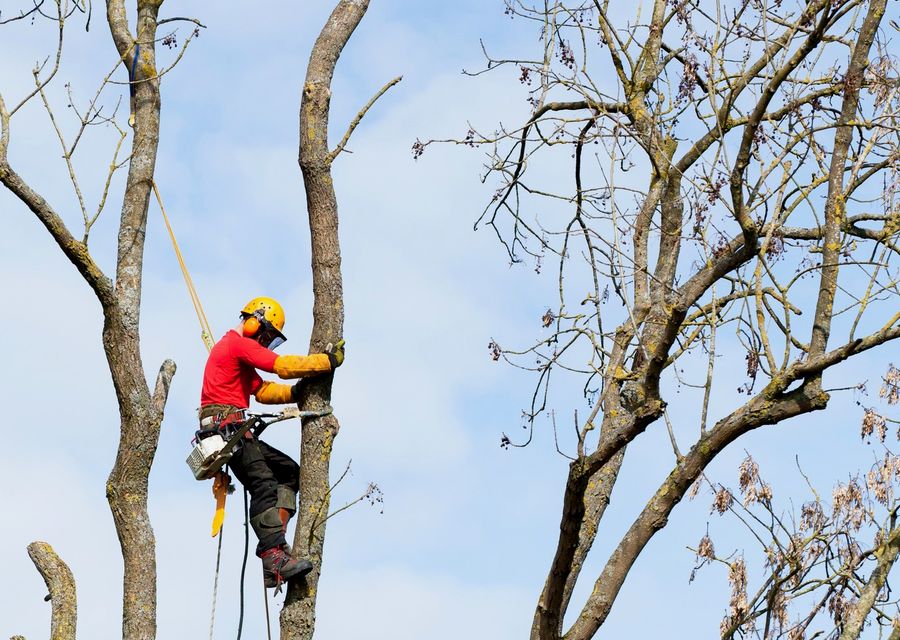 Tree service project by Z Tree Experts in Springfield, PA