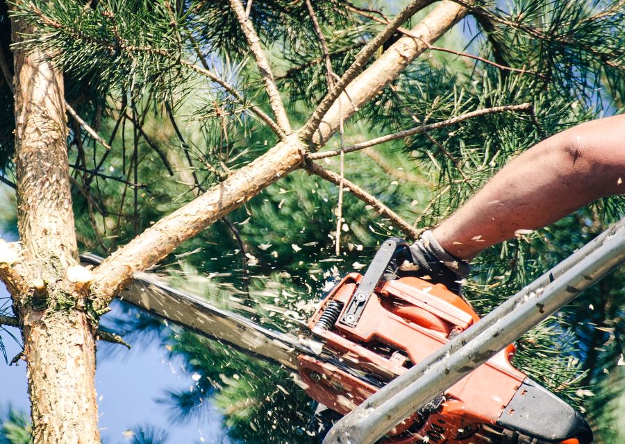 Tree service project by K & D Tree Masters Inc in Glen Ellyn, IL