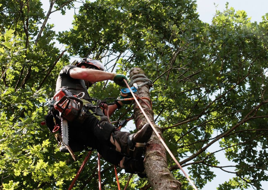 Tree service project by Dujets Tree Experts Inc. in Westbrook, ME