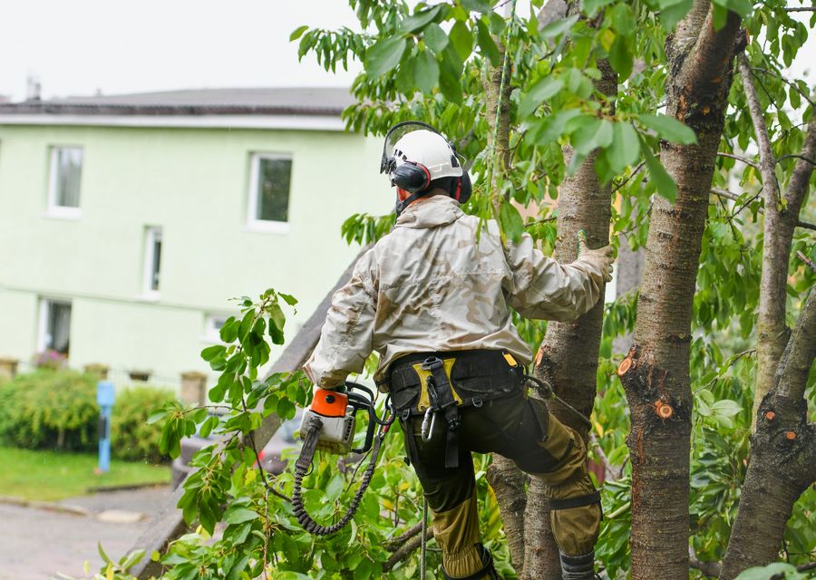 Tree service project by Burke & Son Tree Service in Altamonte Springs, FL