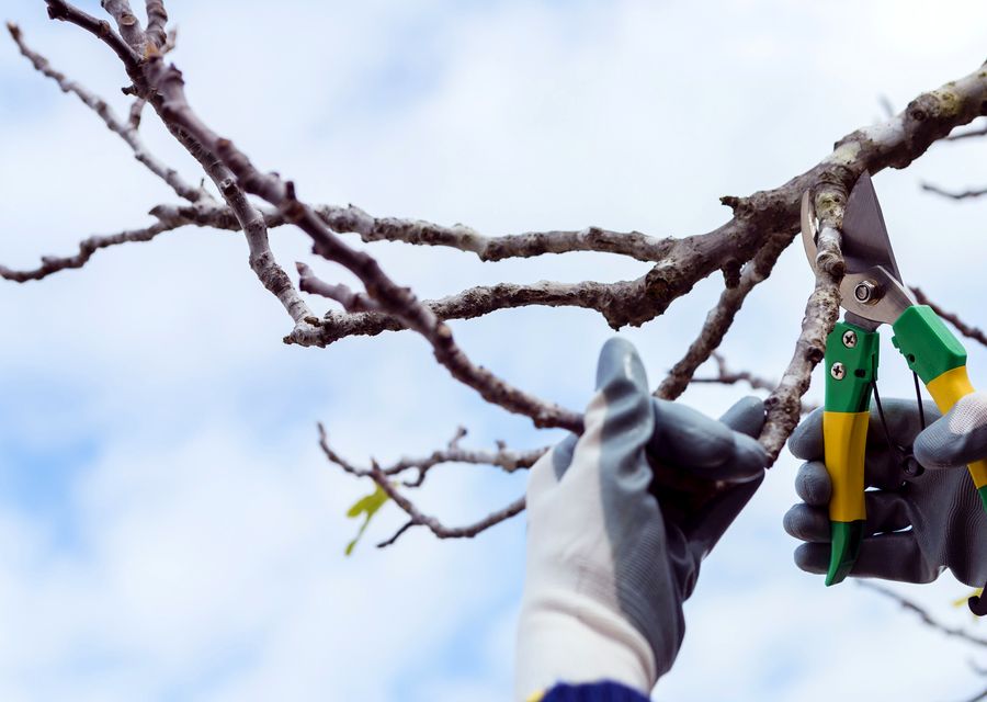 Tree service project by Vega's Tree Service,Inc in Brownington, VT